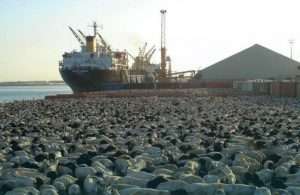 Livestock traffic moving through Saudi ports has increased significantly this year